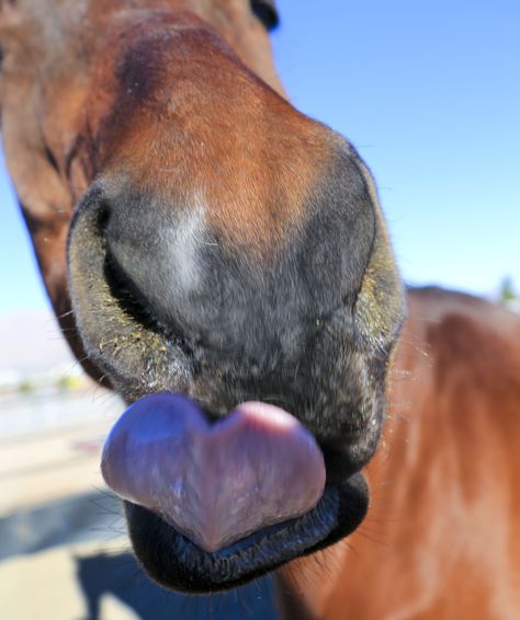 awesome heart shaped tongue Horse Riding Aesthetic, Wild Horses Photography, Horse Riding Quotes, Cute Horse Pictures, Barrel Racing Horses, Horse Inspiration, Rodeo Horses, Horse Heart, Funny Horses