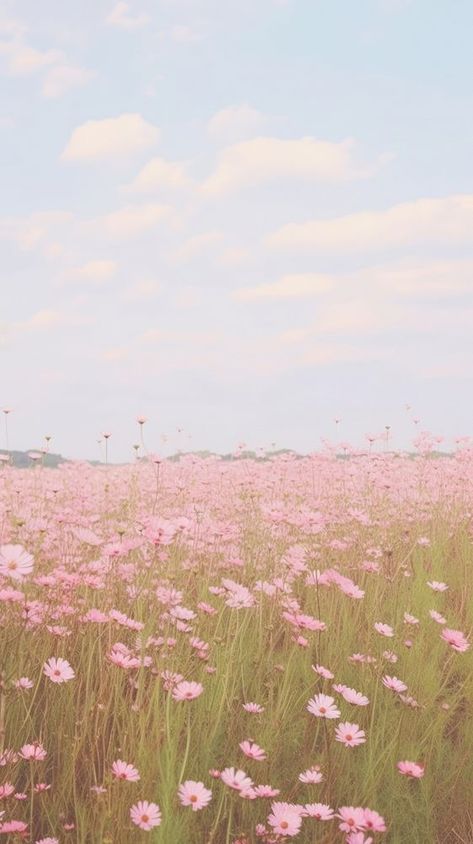 Aesthetic pink flower field landscape wallpaper grassland outdoors horizon. | premium image by rawpixel.com / chu_chutima Mobile Wallpaper Aesthetic, Flower Field Wallpaper, Pink Flower Field, Flower Field Landscape, College Photo, Pink Grass, Pink Board, Wallpaper Aesthetic Wallpaper, Field Wallpaper