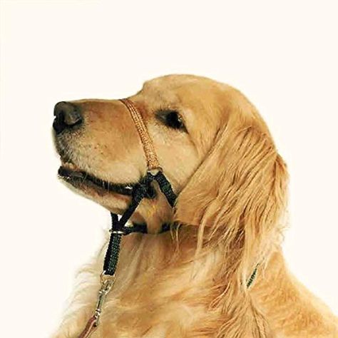 Comfort Trainer Dog Head Halter size 3 black color ** You can find out more details at the link of the image. (This is an affiliate link) Dog Halter, Puppy Training Biting, Paracord Dog Leash, Stop Dog Barking, Puppy Biting, Dog Brain, Dog Blog, Dog Obedience, Dog Training Obedience