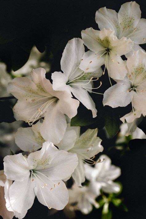 White Azaleas, Fav Flower, White Azalea, Azalea Flower, Musk Perfume, Montclair Nj, Nothing But Flowers, Flower Therapy, Pretty Plants