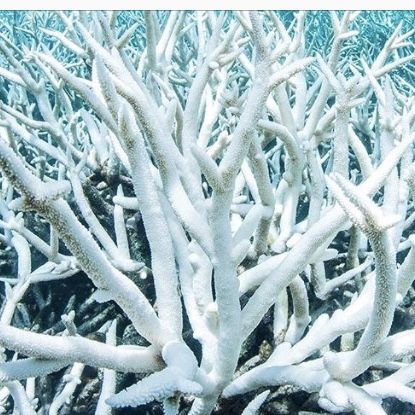 Sea Coral Aesthetic, Bleached Coral, Coral Reef Bleaching, Bleached Coral Reef, Coral Reef Ecology, Coral Bleaching, Beetle Wings, Damaged Coral Reef, Ocean Pollution