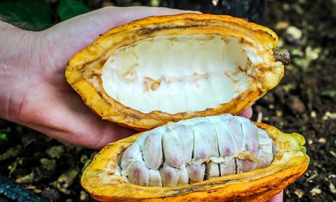 Tropical Fruit Photography, Arenal Costa Rica, Cacao Fruit, Costa Rican Coffee, Coffee Chocolate, Fruit Photography, Costa Rican, Eat To Live, Don Juan