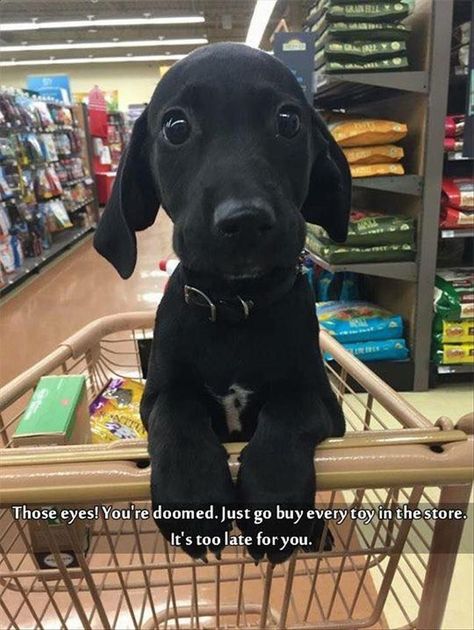 Extremely cute puppy in a shopping cart in a pet store Funny Doggies, Animal Attack, Cute Animal Memes, Funny Animal Memes, Golden Retrievers, Funny Animal Pictures, Dog Memes, Zoo Animals, Animal Memes