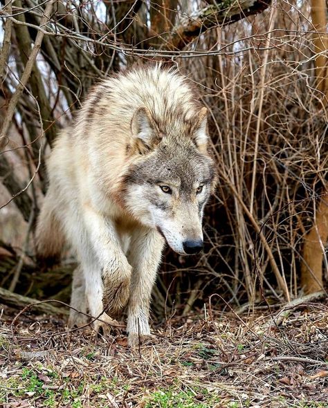 Walking wolf Walking Reference, Wolf Walking, Wolf Poses, Trail Cameras, Wolf Photography, Wolf Photos, Wolf Wallpaper, Wild Wolf, Wolf Pictures