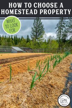 Homestead Land, Garden Rows, Homesteading Hacks, Homesteading Family, Homestead Property, Homesteading Life, Growing A Garden, Lasagna Gardening, Weed Barrier