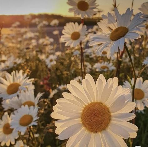 Daisy White Aesthetic, Aesthetic Flowers Photography, Marguerite Core, Plants Astethic, Spring Asthetics Photos, White Daisy Aesthetic, Daisy Core Aesthetic, Flowers Aesthetic Pastel, Flower Asthetics Photos