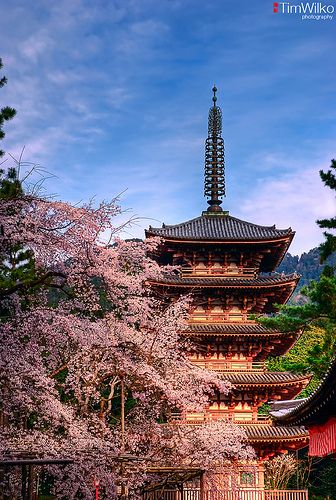 Daigoji Pagoda and Cherry Blossom.  Daigoji is a large temple complex in Kyoto, Japan. It contains 18 designated national treasures.    This pagoda was built in 951 and is the oldest surviving building in Kyoto having survived the Onin War in the 1400s. Tokyo Lifestyle, Japanese Scrapbook, Japanese Shrine, All About Japan, Japan Sakura, Japanese Temple, Japanese Love, Japanese Architecture, Kyoto Japan