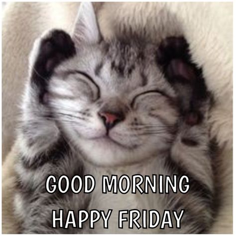 Friday Cat Humor, Happy Friday Cats, Gn Images, Friday Thoughts, Motivation Positive Thoughts, Happy Friday Morning, Friday Cat, Good Morning Cat, Good Morning Motivation