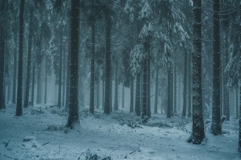 Snow Forest, Snow Covered Trees, Forest Background, Snowy Forest, Forest Pictures, White Sky, Forest Wallpaper, My Days, All I Ever Wanted