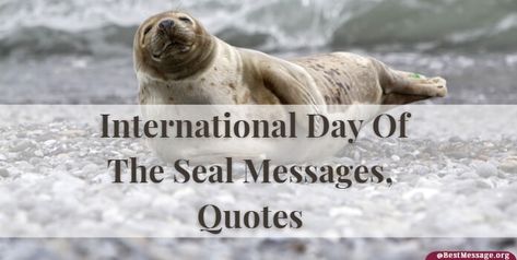 International Seal Day promotes the conservation of seals. Share International Day Of The Seal Messages, Wishes and Motivational Quotes with your everyone.

#DayOfTheSeal #DayOfTheSealQuotes #DayOfTheSealMessages Seal Quotes, Harbor Seal, Messages Quotes, Wishes Messages, International Day, Seals, Motivational Quotes, Quotes