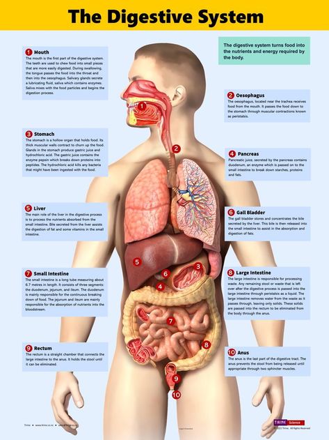 Digestive System Poster, Biology Posters, Medical Biology, Digestive System Anatomy, Biology Poster, Human Digestive System, Sistem Pencernaan, Poster Classroom, Biology Science