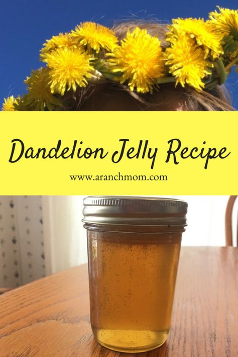 Dandelion jelly is such a pioneer-ish thing to make, isn't it? We discovered that we really enjoy the stuff. If you have a source of dandelions that aren't sprayed with pesticides, then you should try it! Dandelion Jelly Recipe, Chokecherry Jelly, Homestead Recipes, How To Make Jelly, Dandelion Tea, Dandelion Jelly, Homemade Jelly, Jelly Recipe, Amazing Food Decoration