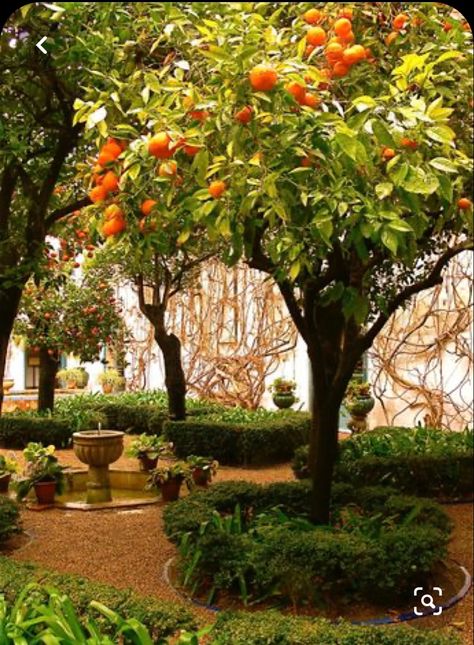 Arabic Garden, Paradise Garden, Mediterranean Garden, Gardening Advice, Orange Tree, Small Backyard Patio, Diy Landscaping, Fruit Garden, Small Backyard Design