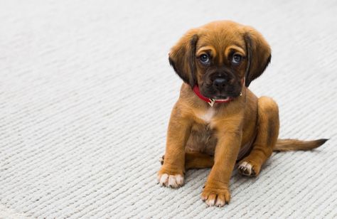 A Puppy, Carpet