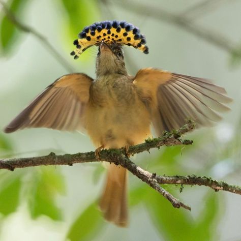 Royal flycatcher Royal Flycatcher, Flycatcher Bird, Animal Humor, Friends 2, Exotic Birds, Tropical Birds, Aerial Photography, Wild Animals, Bird Feathers