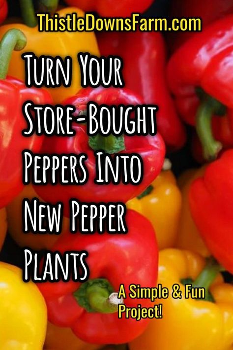 Next time you buy peppers from the store, don't just dice them up and throw away the seeds. Plant them instead! This is a fun and simple project that you and your kids will have a blast doing together. A lot can be learned from this project about gardening and seed starting as well. So take a look at this article and you will be well on your way to growing your own pepper plants. I bet you'll be surprised just how easy it is! How To Start Bell Peppers From Seed, How To Plant Peppers From Seeds, Bell Pepper Seeds How To Grow, Planting Bell Peppers From Seeds, Growing Peppers In Garden, Growing Bell Peppers From Seeds, How To Grow Peppers From Seeds, How To Grow Bell Peppers, How To Grow Bell Peppers From Seeds