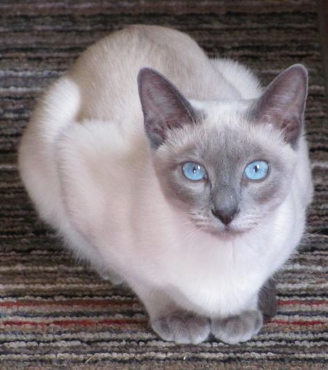 Lilac Point Siamese, Siamese Cats Blue Point, Tonkinese Cat, Burmese Cat, Tonkinese, Cat With Blue Eyes, Siamese Kittens, Cat Products, Luxury Cat