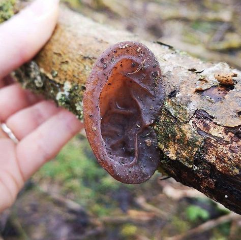 The 'Dead Man's Fingers' Fungus Looks As Creepy As It Sounds, And Here Are 6 Pics To Prove It Group Of Frogs, Tarantula Hawk, Irish Elk, Huntsman Spider, Chat Sphynx, Starry Night Sky, Grey Wolf, Dead Man, Sphynx