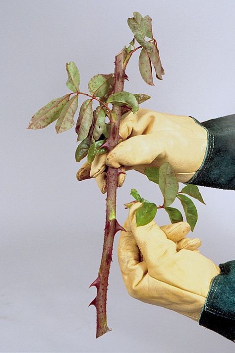 Pruning roses annually in autumn provides cuttings ideal for rooting over the winter. Cut 12-in. (30-cm) straight sections of canes with 45° cuts with sterile, sharp pruning shears, dip them in rooting hormone, and bed them into sterile, moist potting soil until roots form in 6–8 weeks. Copyright ©2001 by Dolezal & Associates. All Rights Reserved. grownbyyou.com Culvers Root Plants, Rooting Roses From Cuttings, How To Root A Rose Stem, How To Propagate Roses From Bouquet, Rose Of Sharon Propagation, Rose Bush Care, Propogate Roses From Cuttings, Orchid Fertilizer, Rose Cuttings