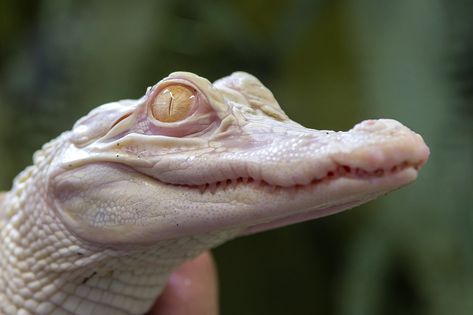 Albino Alligator, Animal Concept, Being Abandoned, Baby Alligator, Living In Florida, Save Wildlife, Surviving In The Wild, Crocodiles, Central Florida