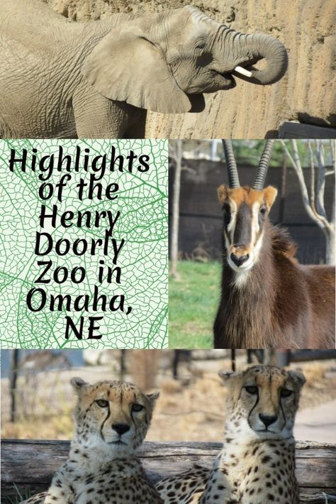 Check out these amazing exhibits on your visit to the Henry Doorly Zoo in Omaha, NE! - Finding Fantastic Beasts Henry Doorly Zoo Map, Omaha Henry Doorly, Omaha Zoo, Zoo Map, Zoo Pictures, Jungle Hike, Jellyfish Tank, Zoo Architecture, Desert Environment