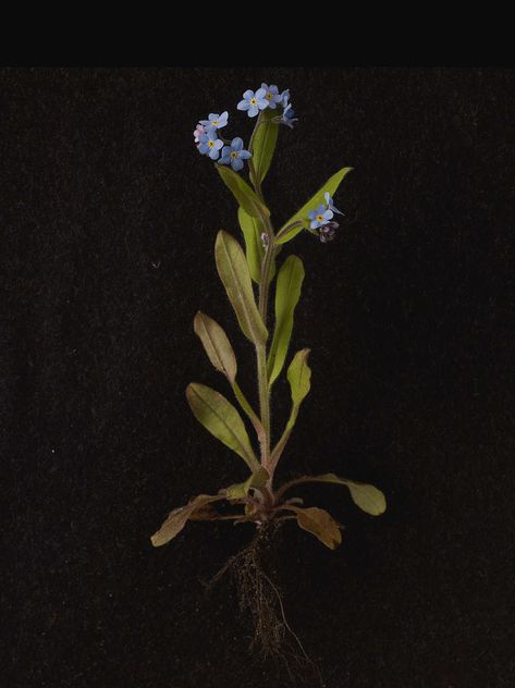 Forget-me-not Plant On Black Background Photograph by William Turner Forget Me Not Flowers Photography, Forget Me Not Aesthetic, Forget Me Nots Aesthetic, Forget Me Not Flowers Aesthetic, Forget Me Nots Flowers, Black Paintings, Flowers Black Background, Forget Me Not Flowers, Not Aesthetic