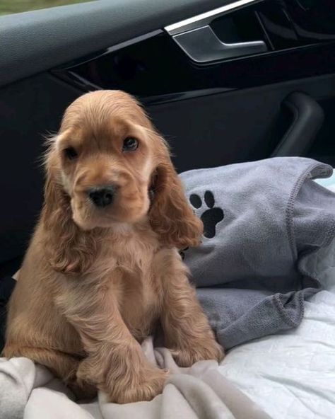 cocker dog 🐕 on Instagram: "💕💕💕💕  By @amber_the_cocker_spaniel_2023 @run.reggie.run  .  #cockerspaniel" Red Cocker Spaniel Puppies, Cocker Spaniel Training, Cocka Spaniel, Cokers Spaniel, Cockalier Puppies, Cocker Spaniel Adult, Mini Cocker Spaniel, Cocker Spaniel Aesthetic, Red Cocker Spaniel