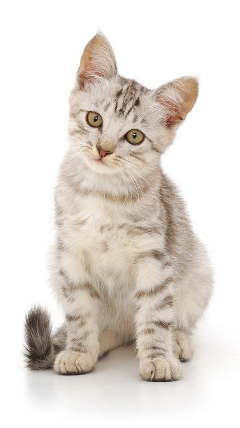 Beautiful Cats Pictures, Animal Printables, Cat Reference, Grey Cat, Cat Pose, Cute Cats Photos, Cat Photography, Fluffy Animals, Warrior Cat