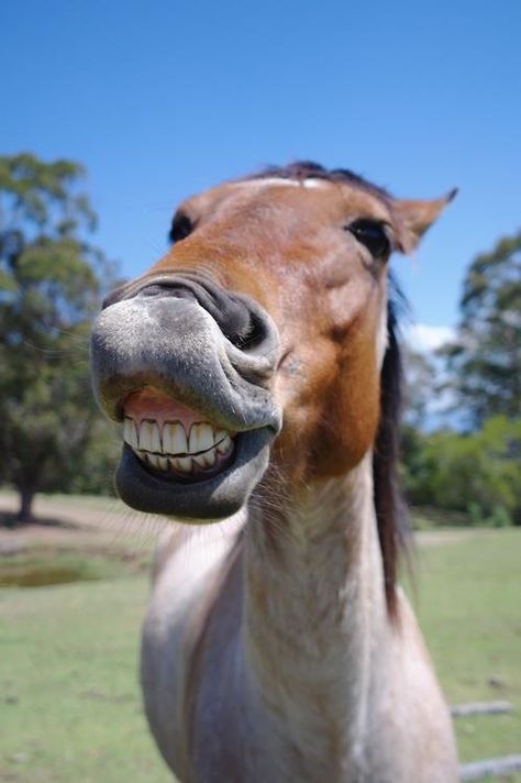 Did someone say teeth or gums? Horse Smiling, Laughing Animals, Inspirational Horse Quotes, Horse Riding Quotes, Female Health, Cute Donkey, Cute Horse Pictures, Funny Horses, Horse Quotes