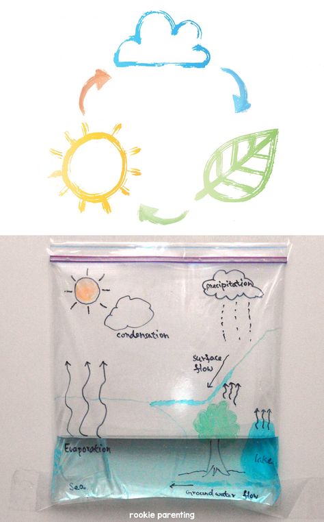 Try this water cycle in a bag science experiment and learn about the water cycle. Water Cycle In A Bag, Water Cycle Project, Fun Experiments, Sixth Grade Science, Camping With Teens, The Water Cycle, Science Experiments For Preschoolers, Homeschool Elementary, 5th Grade Science