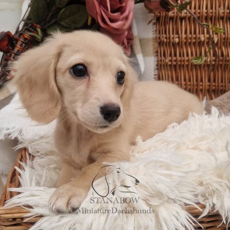 Longhaired Cream Dachshund, Shaded Cream Dachshund Long Hair, Cream Long Haired Miniature Dachshund, Golden Long Haired Miniature Dachshund, Golden Long Haired Dachshund, Long Haired Miniature Dachshund, Long Haired Dachshund, Miniature Dachshund, Dachshund