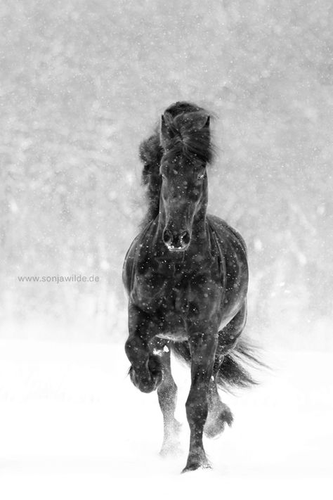 ***l* by sowi01 Horses In Snow, Winter Horse, Horse Galloping, Black Horses, Friesian Horse, Most Beautiful Horses, Majestic Horse, Draft Horses, Horse Crazy