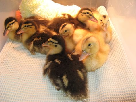 Silver Appleyard Ducks Appleyard Ducks, Silver Appleyard Ducks, Puppy And Duckling, Pet Duckling, Mallard Duckling, Ducklings In Water, Farm Livestock, Duck And Ducklings, Wild Duck