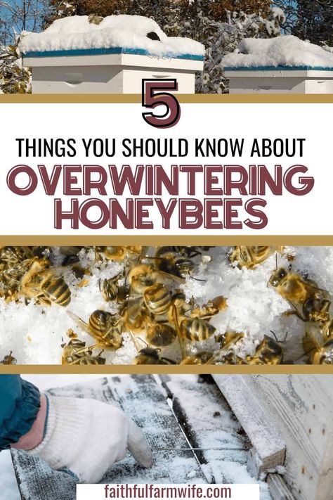 Beekeeping Diy, Apiary Beekeeping, Honey Bee Farming, Backyard Beehive, Honey Bee Facts, Honey Bees Keeping, Keeping Bees, Urban Beekeeping, Bee Safe