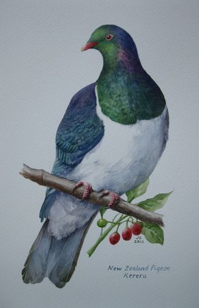 Kereru-NZ Wood Pigeon Watercolour 200x300mm Manu Tattoo, Nz Flowers, Nz Artists, Nz Birds, New Zealand Birds, Birds Drawing, Team Table, New Zealand Tattoo, Wood Pigeon