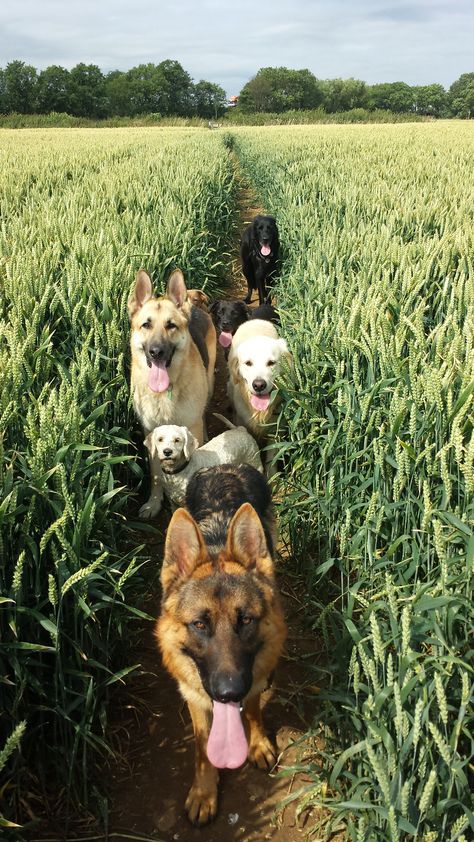 Pack Of Dogs Aesthetic, Dogs On Farm, Puppy Farm, Lots Of Dogs, Kitten Training, Pack Of Dogs, Dog Farm, Puppy And Kitten, 3 Dogs