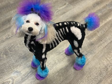 Dog skeleton opawz dog dye poodle Halloween Dog Fur Dye Ideas, Halloween Dog Dye Ideas, Dog Dye Ideas, Dog Hair Dye Ideas, Dog With Dyed Fur, Poodle Halloween, Poodle Halloween Dye, Dogs With Dyed Fur, Dog Hair Color Creative Grooming