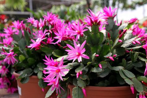 How To Grow and Care for an Easter Cactus Spring Cactus, Štědrý Den, Christmas Cactus Care, Cactus Light, Easter Cactus, Thanksgiving Cactus, Holiday Cactus, Cactus Care, Cactus Planta