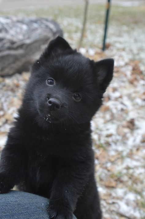 Dog Manifestation, Schipperke Puppies, Black Dogs Breeds, Schipperke Dog, Cute Dog Quotes, Cute Dog Beds, Dog Feeding Station, Big Dog Breeds, Cute Dog Clothes