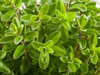 Marjoram Plant, Persian Silk Tree, Origanum Majorana, Evergreen Flowers, Silk Tree, Seed Pack, Herbs De Provence, Perennial Herbs, Herb Seeds