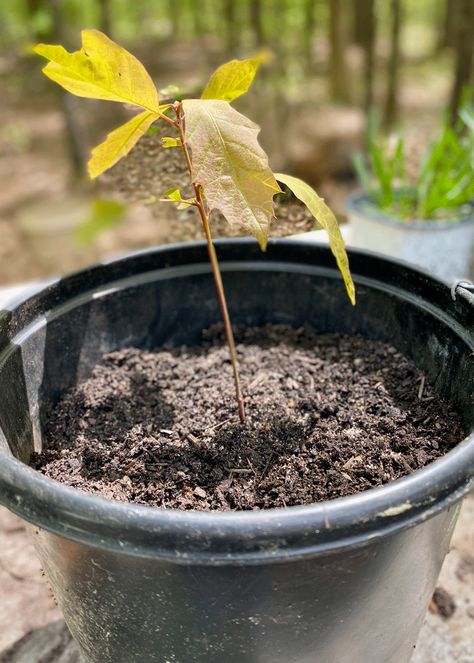 Oak seedling in a pot Planting Acorns, Growing Pineapple, Growing Trees, Types Of Red, Shade Loving Perennials, Soil Conditioner, Garden Tags, Pineapple Sage, Oak Trees