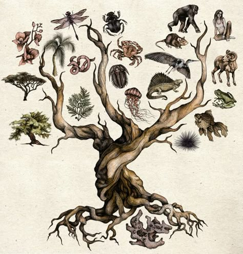 Darwin's Tree of Life by Katy Wiedemann - Digital Art, Drawing, Illustration via @Behance Evolution Artwork Illustration, Darwin's Tree Of Life, Darwin Tattoo Evolution, Tree Of Life Biology, Growth And Evolution Art, Taxonomy Illustration, Natural Science Illustration, Taxonomy Drawing, Darwin Drawing