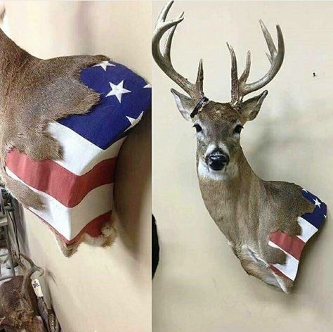 European Deer Mount Ideas, European Deer Mount, Skull Mount Ideas, Deer Mount Decor, Deer Wall Mount, Deer Mount Ideas, Deer Hunting Decor, Deer Skull Mount, Antler Ideas