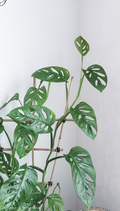 Monstera Variegata, Variegated Monstera, Monstera Adansonii, Swiss Cheese Plant, Cheese Plant, Big Plants, Monstera Plant, Monstera Deliciosa, Plant Cuttings