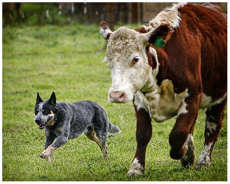 Australian Cattle Dog (brave little dogs) Dog Herding, Aussie Cattle Dog, I Hope One Day, Austrailian Cattle Dog, Cow Dog, Cattle Dogs Rule, Blue Heeler Dogs, Blue Heelers, Cattle Dogs