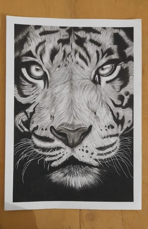 Tigers Sketch, Animal Sketches Realistic, Tiger Pencil Drawing, Hyper Realistic Drawings, Sketches Realistic, Chicken Starter, Iphone Drawing, Tiger Sketch, Human Painting