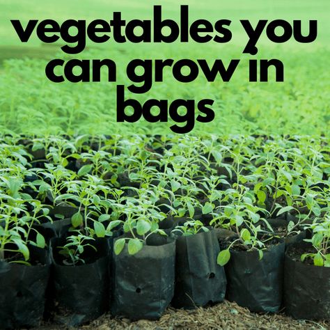 I didn't have much space in my apartment, but still wanted to grow veggies, so I bought these grow bags! Here are the best vegetables to grow in grow bags when you're short on space. #growbags #vegetables #growyourfood #homemadeforelle Gardening In Grow Bags, Grow Bag Gardening, Grow Squash, Herb Growing, Grow Potatoes, Grow Garden, List Of Vegetables, Plant Bags, Planter Bags