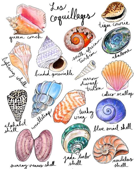 Paint Shells, Idea To Paint, Nautilus Shell, Painted Shells, Snail Shell, Scandinavian Minimalism, Scallop Shells, Shell Art, By The Sea