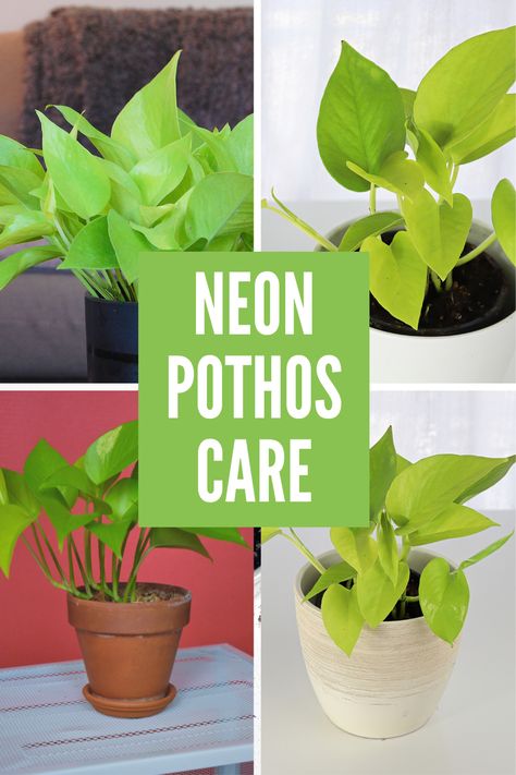 Pothos Propagation, Indoor Plants Tips, Pothos Varieties, Pothos Plant Care, Pruning Plants, Pothos Plants, Neon Pothos, Miracle Grow, Green Chartreuse