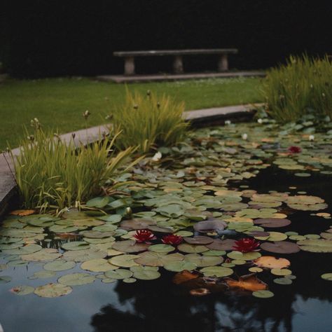 Pond life 🌱 #pond #gardens #nationaltrustgarden #prettyplaces #prettygardens #prettyponds #nature #naturelove #happyplace Nature Pond, Pond Life, Lily Pond, Photo Book, Lily, Paint, Quick Saves, Nature